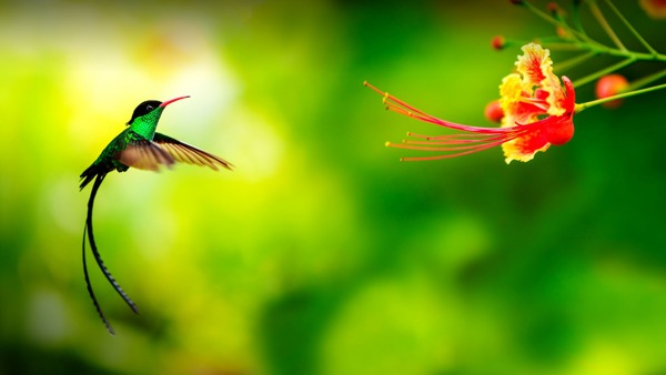 Tropalize, Typical Tropical Events te Rotterdam Tropalize: Typical Tropical Events te Rotterdam